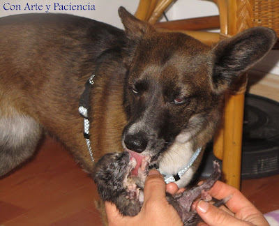 Gatito en adopción y consejos II