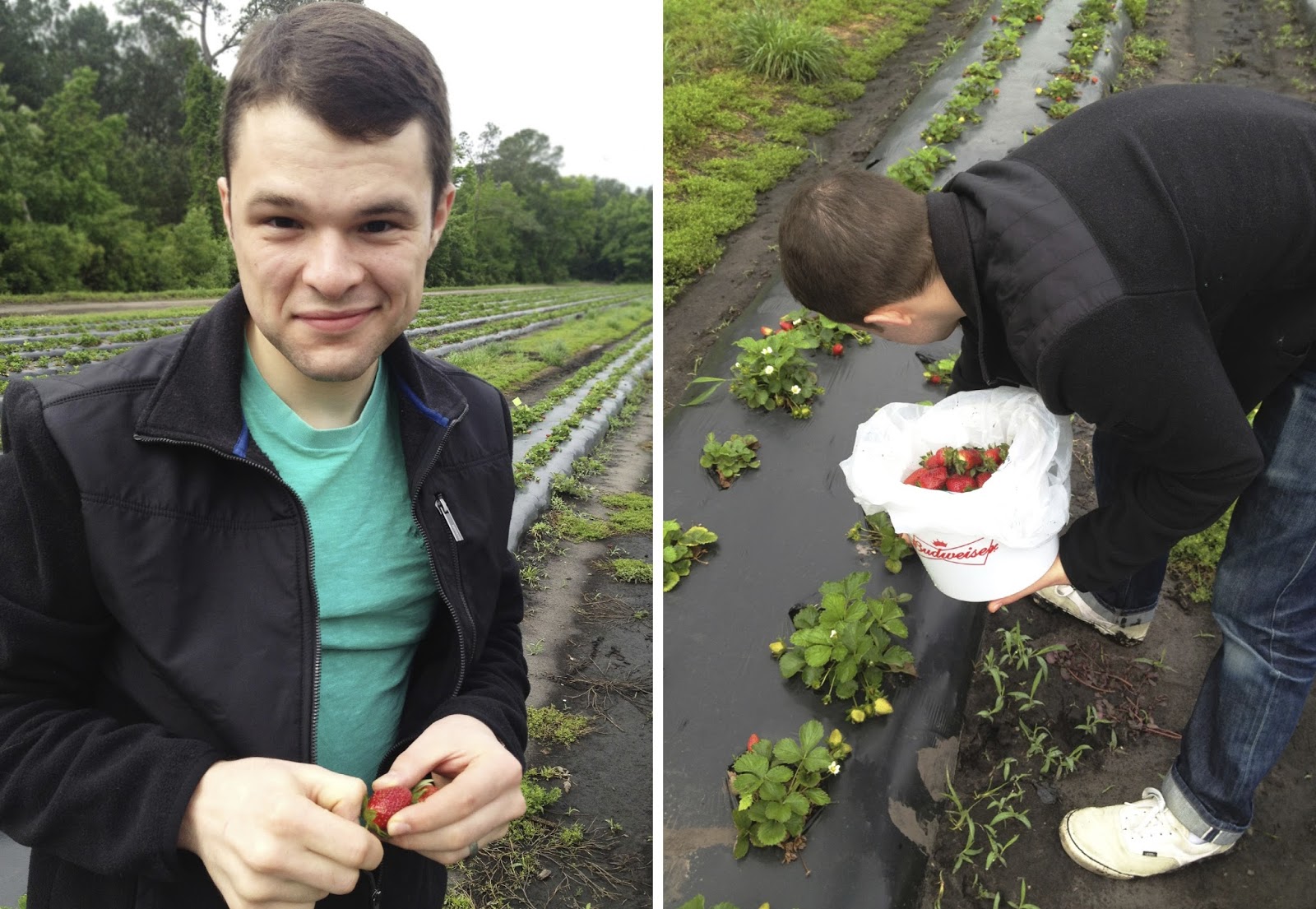 The Ink & Anchor Charleston Strawberry Picking