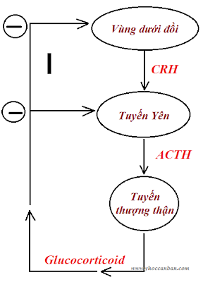 Cortison bài tiết phụ thuộc vào ACTH của tuyến yên