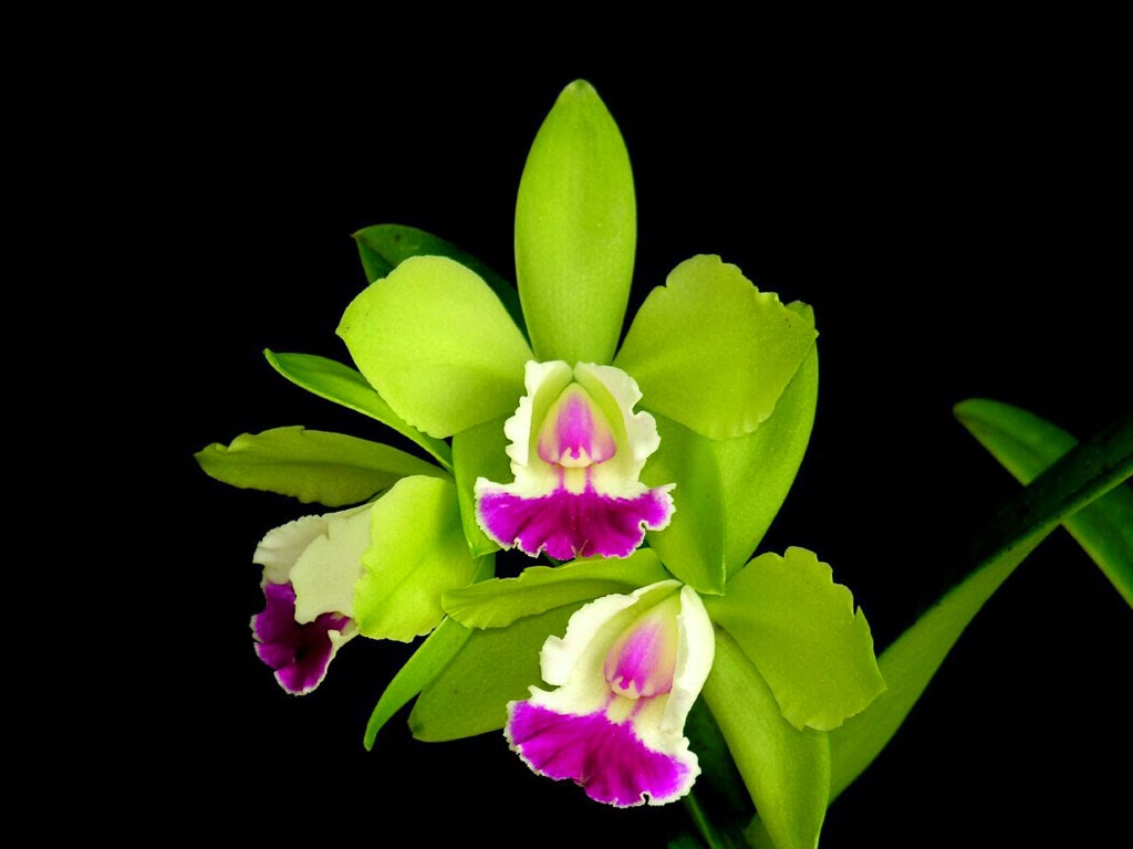 All new wallpaper : Attractive Green orchid Flowers wallpaper