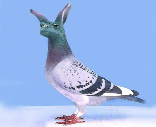 All Wallpapers: Funny Pigeons Wallpapers 2013