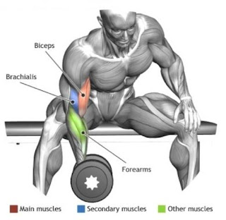 bodybuilding110 bicep curls arm exercises