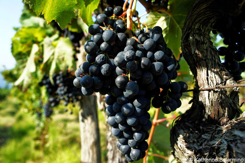 Motovun Grape Vines Istria Croatia Travel