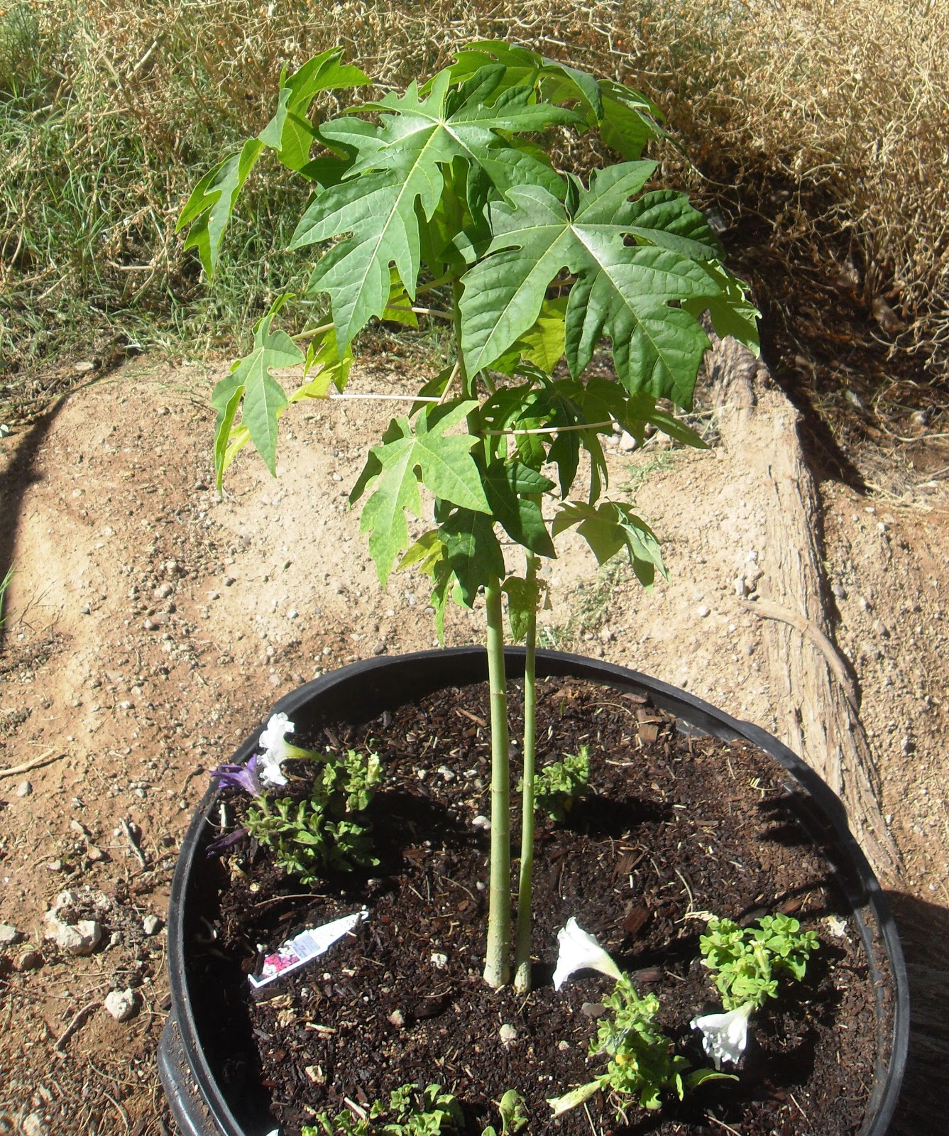 The Scientific Gardener 12/1/12 1/1/13