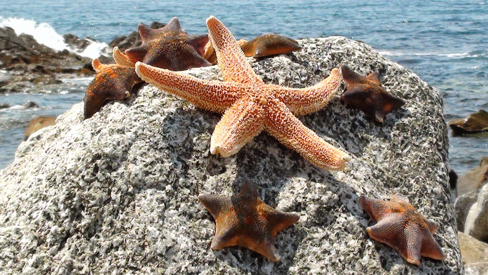 Морские звезды Камчатка