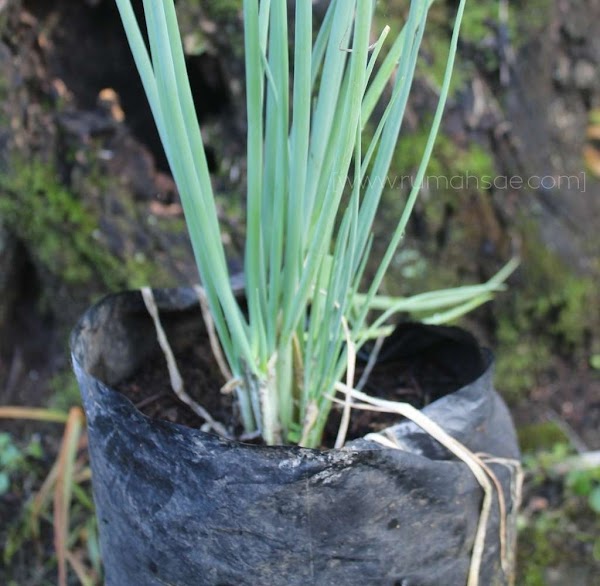 Manfaat Bawang Daun dan Cara Mudah Menanamnya di Rumah Manfaat Bawang Daun dan Cara Mudah Menanamnya di Rumah