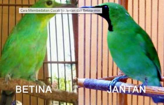Cara Membedakan Cucak Ijo Jantan Dan Betina Trotol Kicau Mania