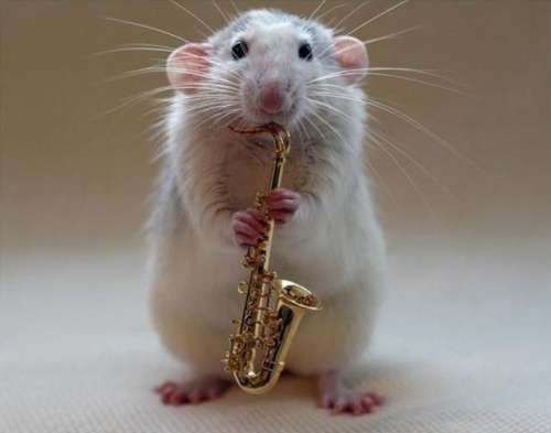 funny++animal+(143).jpg funny++animal+(143).jpg