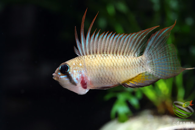 Apistogramma megaptera