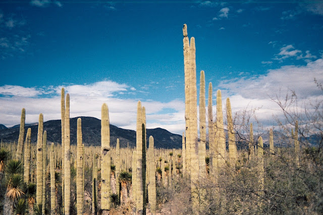 surfinestate blog surf culture skateboard surfboard longboard singlefin marque brand clothing vêtements madeinfrance hossegor landes biarritz mexico oaxaca saladita trim casatrim cjnelson cjnelsondesigns ellis ericson stub