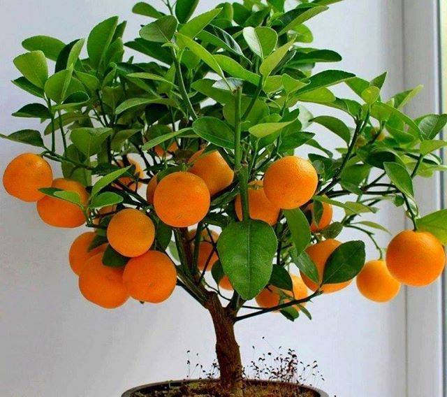 pohon bonsai buah yang menarik dan unik-4