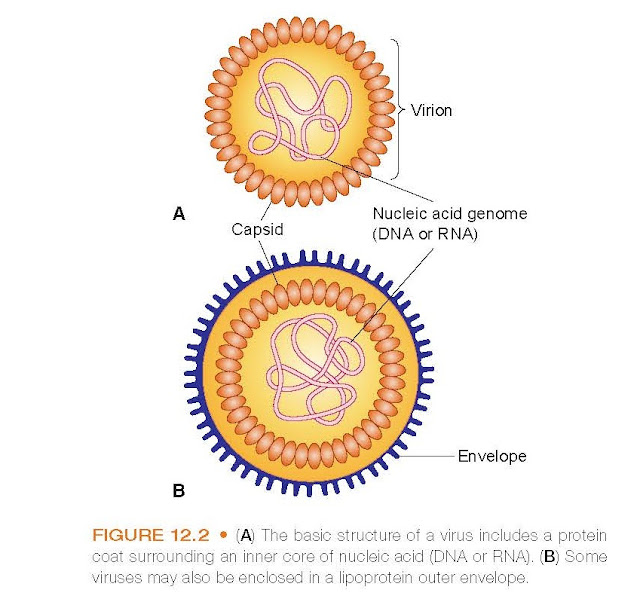 (A) The basic structure of a virus includes a protein coat surrounding an inner core of nucleic acid (DNA or RNA). (B) Some viruses may also be enclosed in a lipoprotein outer envelope.