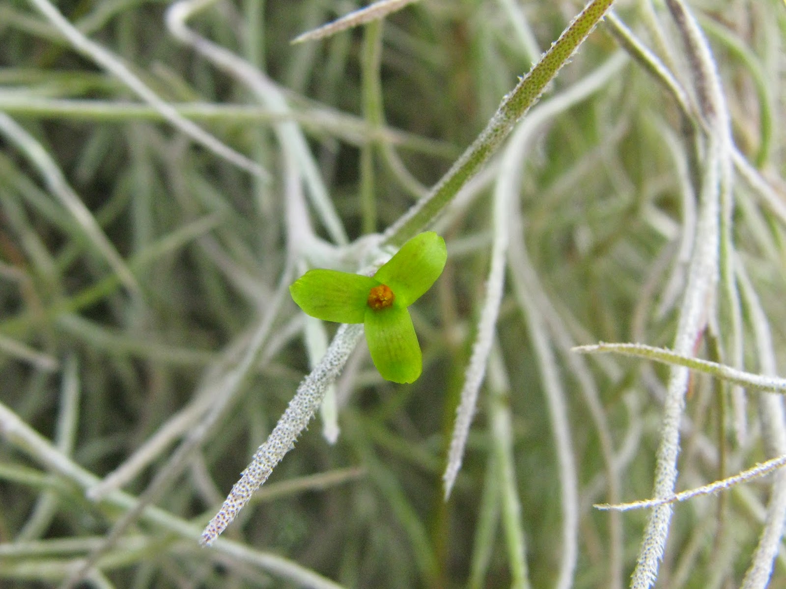 Trees Tillandsia usneoides Spanish Moss