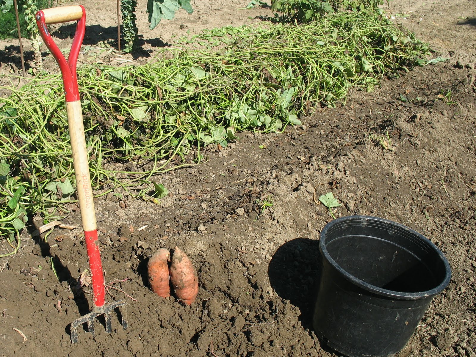 Larrys weed free vegetable garden Digging Sweet Potatoes
