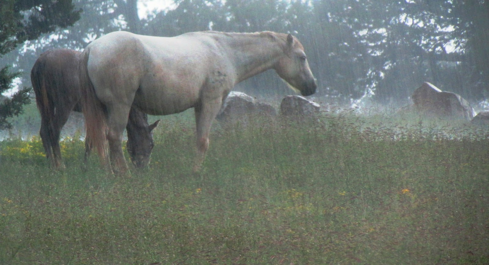 Get I'll Bring You Flowers In The Pouring Rain 2020 Background Hutomo