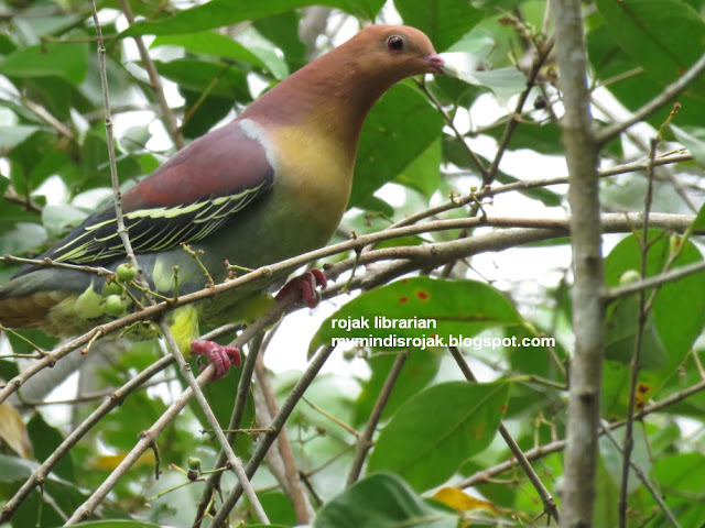 Cinnamon-Headed Pigeon in Ubin