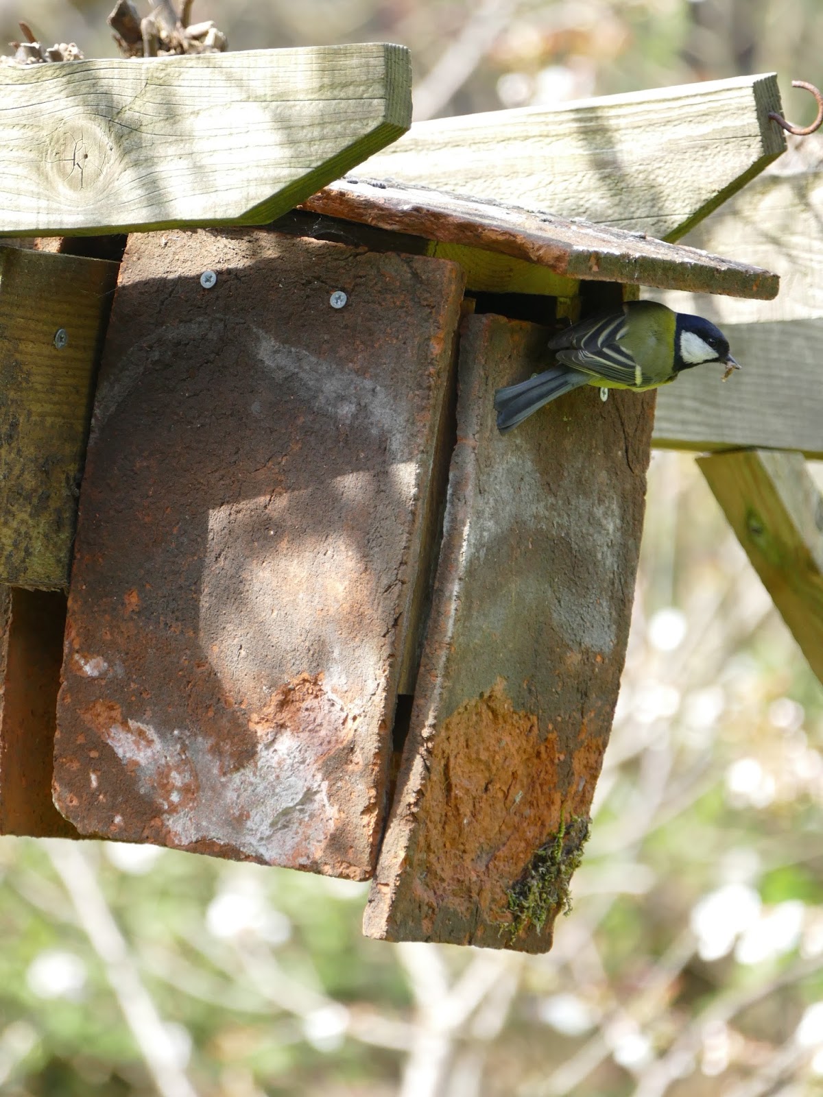 Peter Lovett's ramblings Great Spotted Woodpecker attacking a Blue