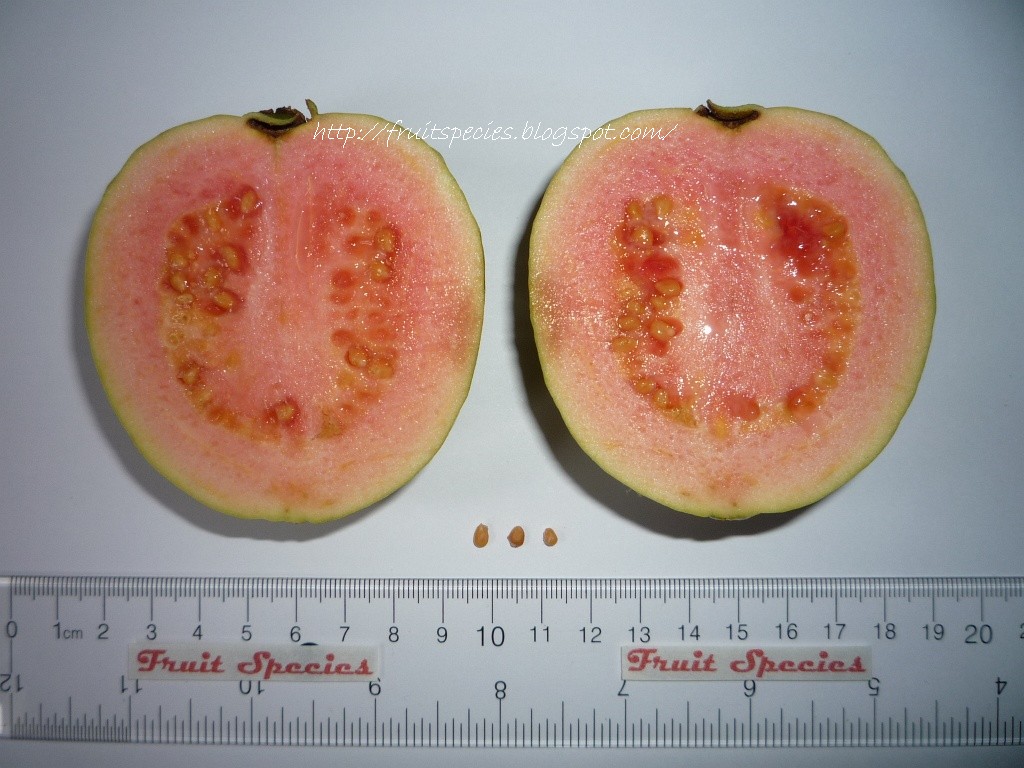 Fruit Species GUAVA Pink Flesh Fruit Species GUAVA Pink Flesh