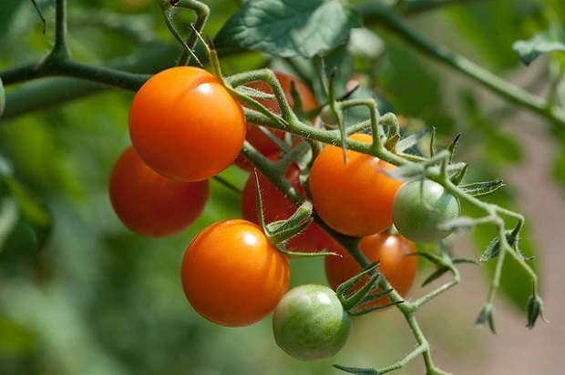 cara menanam tomat yang benar