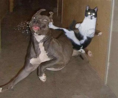 Dogscatswallpaper on Cat Kicks Dog 12362 Funny Cats And Dogs Pics S400x332 49222 Jpg
