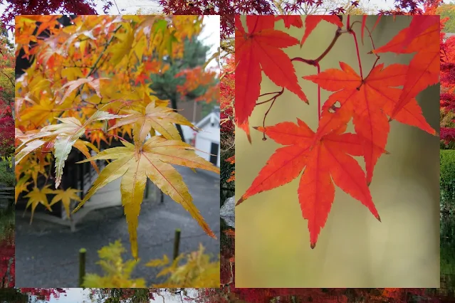 Things to do in Kyoto in Autumn? See colorful Autumn Leaves
