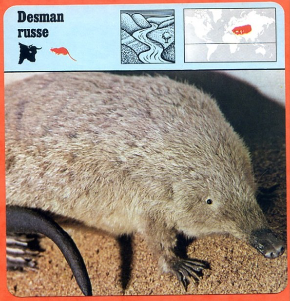 François Le Guévellou Desman