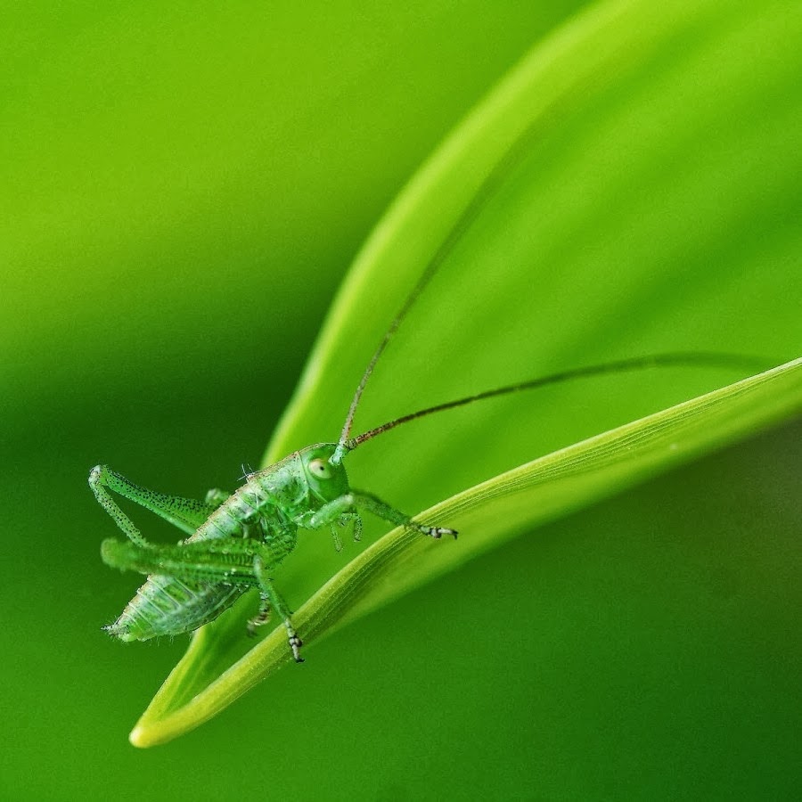 Green Grasshopper | Wallpapers Zone 66 For iPhone 4