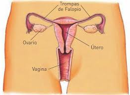 sistema reproductor femenino