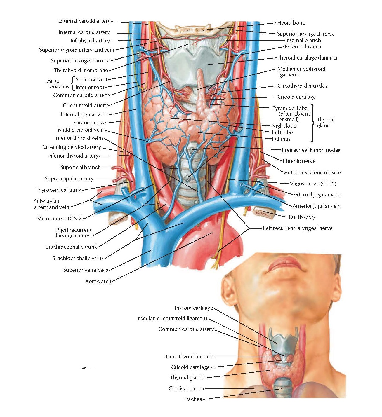 Pediagenosis