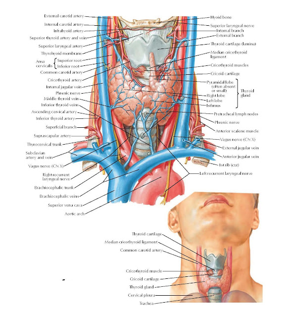 Thyroid Gland: Anterior View Anatomy