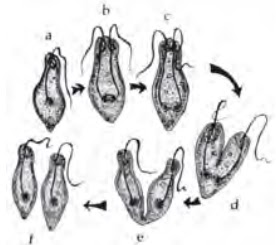 Reproduksi Euglena
