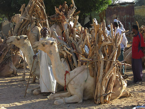 Camels transporting firewood in Morocco 
