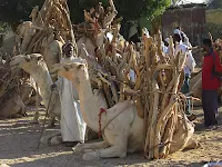 Camels transporting firewood in Morocco