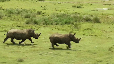 Com o novo sistema, quando o coração do rinoceronte parar um sinal é enviado a equipes de vigilância, que surgem no local do abate com um helicóptero (Foto: Reprodução/BBC)