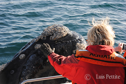 Right Whale in Peninsula Valdes - spy-hopping