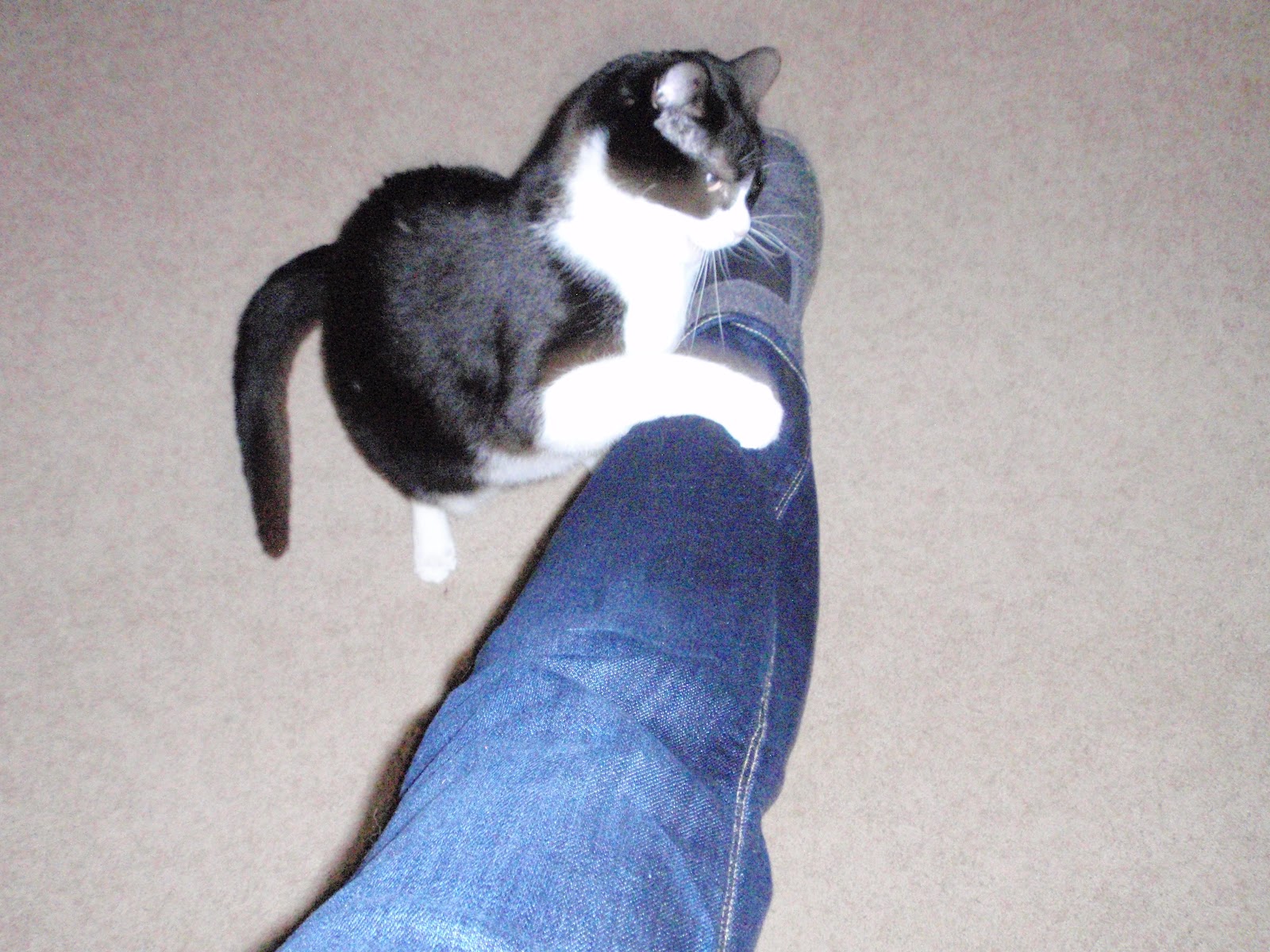 What Does It Mean When My Cat Attacks My Feet at Nicole Yetter blog