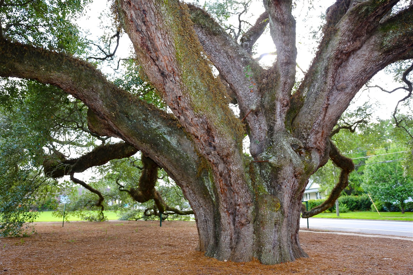 Sweet Southern Days The "Big Oak" in Thomasville,