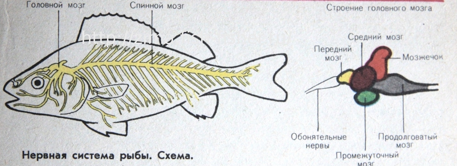 Особенности строения мозга рыбы