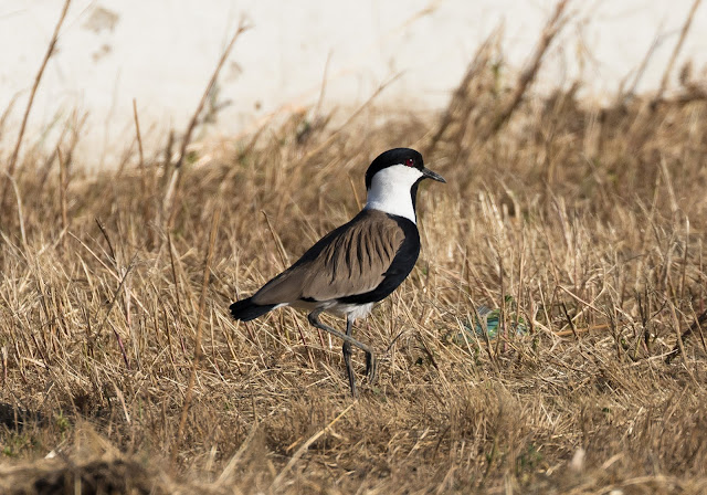 Spur-winged Plover - Oroklini Lake, Cyprus