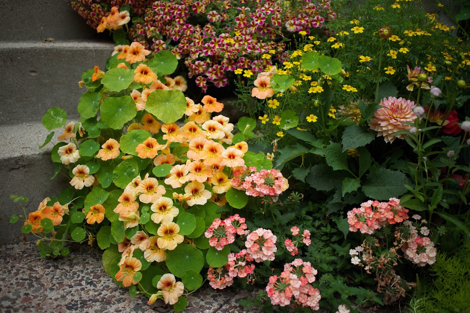 Fertilizing Your Flower Beds Get Busy Gardening