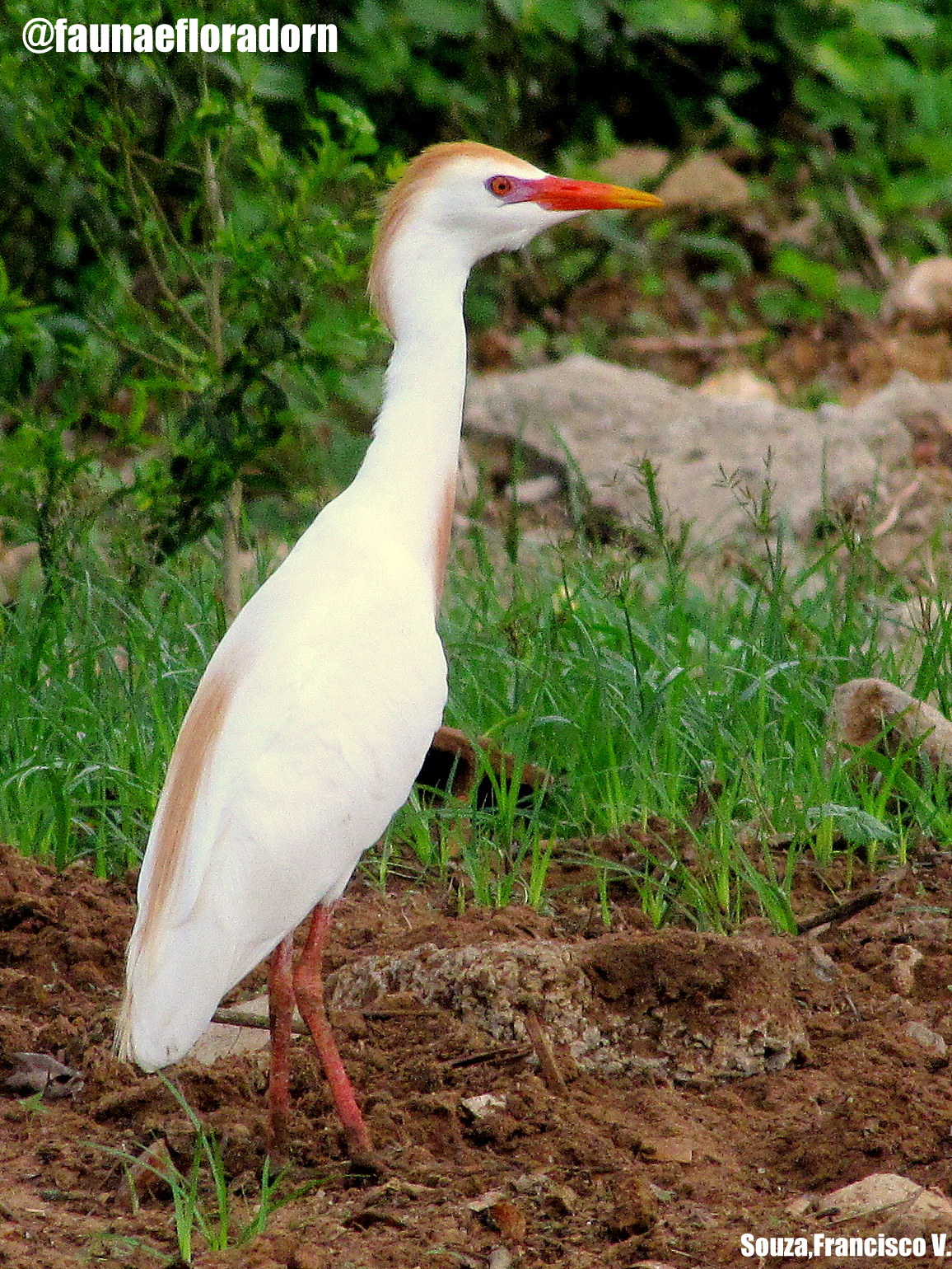 fauna e flora do rn garça vaqueira bubulcus ibis linnaeus 1758
