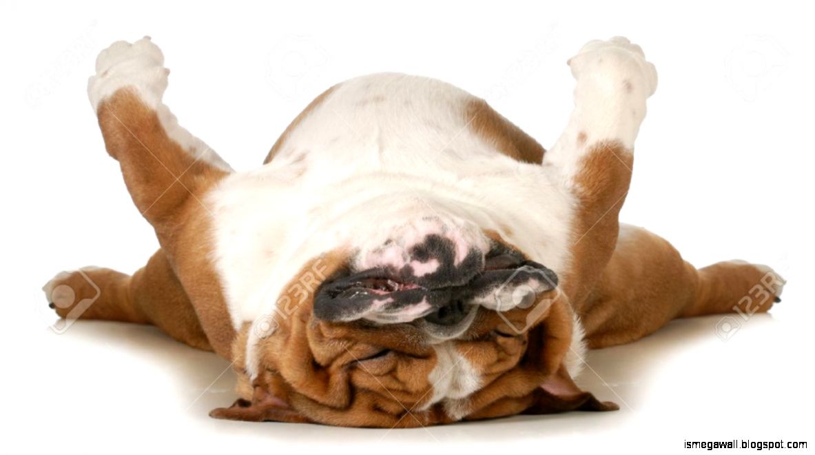 Dog Sleeping Pictures Mega Wallpapers