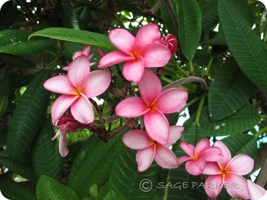 Sage Island Smells like Frangipani