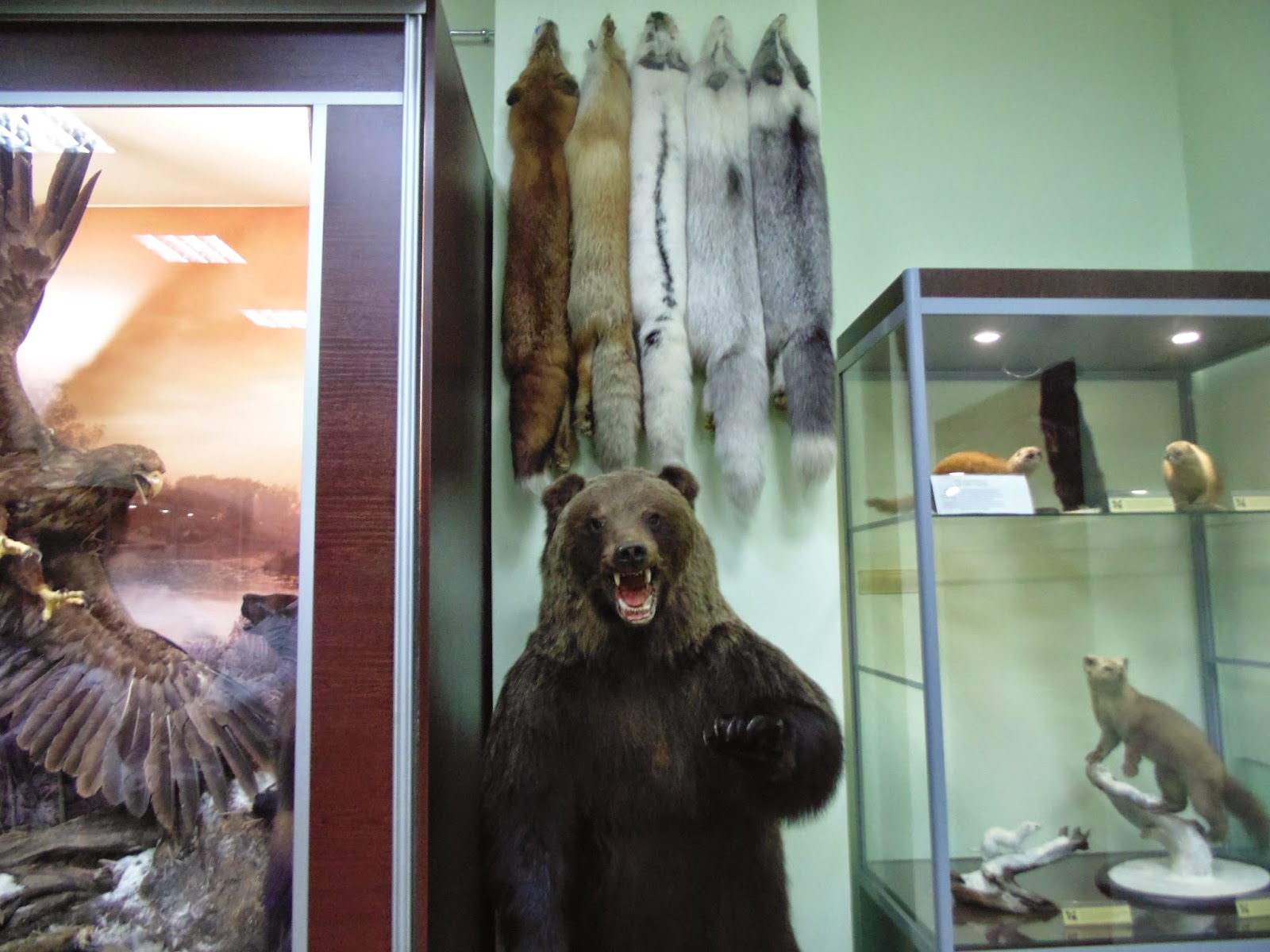 зоологический музей киров