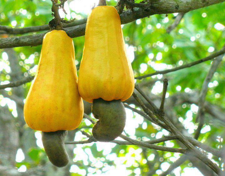 cashew fruit Kerala Green Beauty