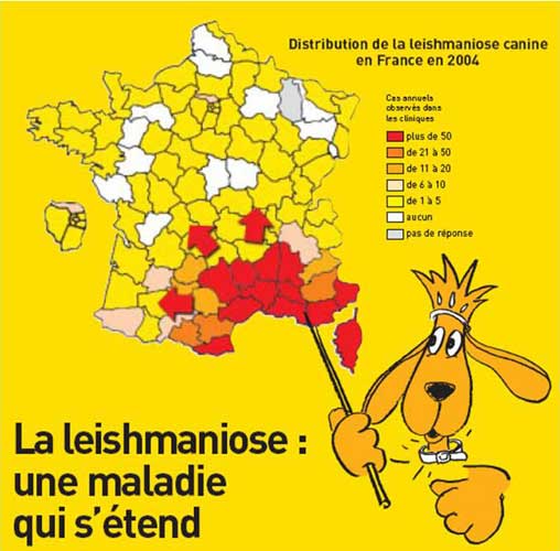 TERRE DES LEVRIERS: S'informer avant d'adopter TERRE DES LEVRIERS: S'informer avant d'adopter