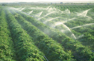 How irrigation system could help Farmers