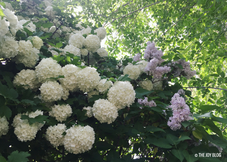 Full Grown Hydrangea Snowball Bush