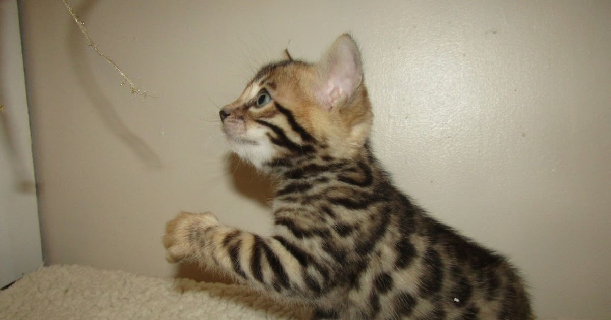 The Kuwait Cats and kittens Adoption and sales email us at