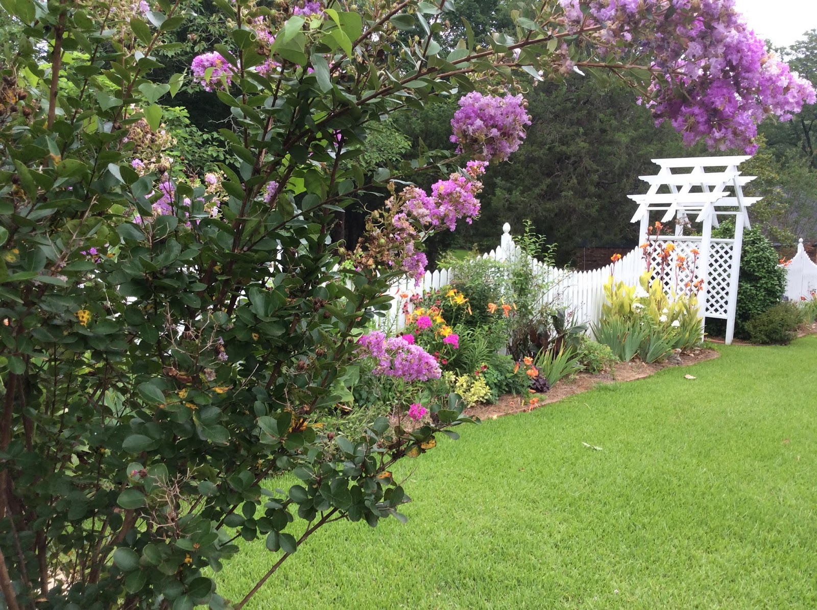 My Carolina Yard Hydrangea Care Pruning